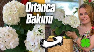 Ortanca Çiçeği Bakımı Nasıl Yapılır?  Sulanması Çoğaltılması Saksı Seçimi‍