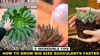 How to Grow Big Size Succulents Faster 8 Incredible Tips