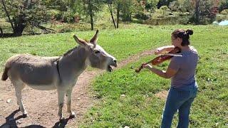 Funny videos 2018 Donkey edition  cute loving Donkey compilation