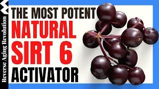 THE MOST POTENT NATURAL SIRT6 Activator  55-FOLD Increase   Reverse Aging Revolution