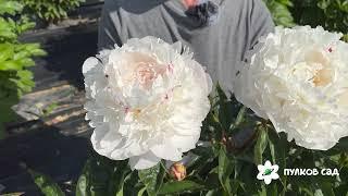 Vogue peony. Вог пион. Пулков сад