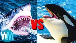 Top 10 SAVAGE Animal Rivalries