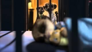 Compare the meerkat -- Daily life with Baby Oleg