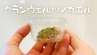 ヤフオクで1500円のツノガエルを購入した結果ヤバすぎた！！