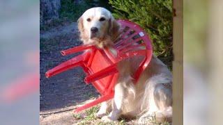 If you are bored GOLDEN RETRIEVERS are the best solution - Funniest DOGS