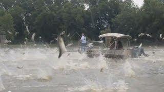 Silent Invaders Asian Carp 2013