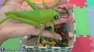 FLYING INSECTS Names and Colors by HobbyKidsTV