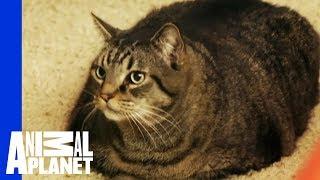 Beau Nugget The Cat Starts His Difficult Weight Loss Journey  My Big Fat Pet Makeover