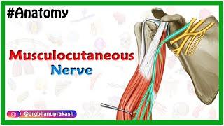 Musculocutaneous nerve Anatomy USMLE Step 1 Origin Course innervation and Clinical relations