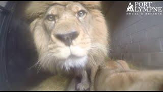 Weighing Lions And Tigers  Port Lympne Hotel & Reserve