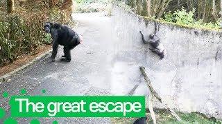 Chimpanzee Escapes from Belfast Zoo  Animal Escape