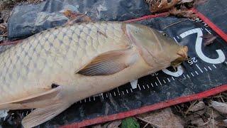 Pesca de carpa GIGANTE con masa de maíz y Mucho pique