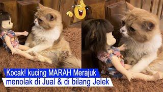 SUMPAH NGAKAKkucing menolak di bilang jelek sampai Marah Merajukkompilasi kucing lucu#CT