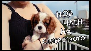 ЩЕ СИ ИМАМЕ КУЧЕ  Cavalier King Charles Spaniel