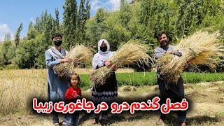 حاصل یکساله ما خدارا شکر رسید  فصل گندم درو در جاغوری زیبا 