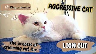 CARA MEMANGKAS BULU KUCING LION CUT DARI AWAL HINGGA SELESAI #lioncut #grooming