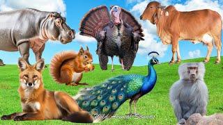 Cute Baby Monkeys Peacock Fox Hippopotamus Baboon Cow Turkey Mandrill - Lovely Animal Sounds