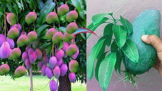 How to Grafting Mango Grow fast in a Short Time