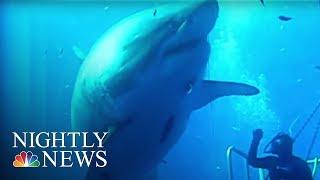 Say Hello to Deep Blue ‘The Biggest Shark Ever Filmed’  NBC Nightly News