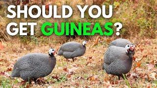 Guinea Fowl Homesteading Heaven or Hell?