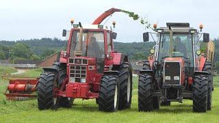 Case IH 1455 XL Chopping Grass  Vintage Grass Silage Day