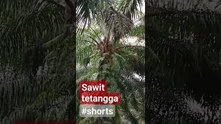 #sawit tetangga #shorts