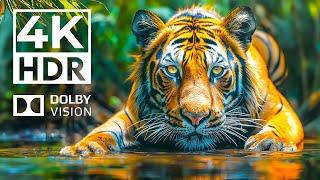WILD BEAUTY Dolby Vision 4K HDR  with Cinematic Sounds Animal Colorful Life