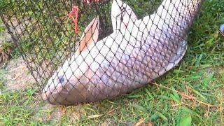 Amazing Big Fish Catching in Village গ্রামের রুই মাছের টানে শিকারিকে করল হতাশ