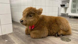 A day at the Spa for Micro Miniature Highland Cow Heifer