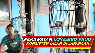 Terbaru Bongkar TIPS Perawatan Lovebird Paud Jantan Untulan