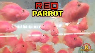 RED PARROT + BLOOD PARROT CICHLID  CARA MERAWAT RED PARROT 