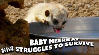 Will This Baby Meerkat Survive the Heat? The Secret Life of the Zoo  Nature Bites