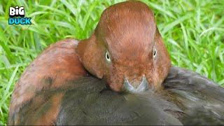 Precious Duck Protecting Himself From The Cold Wind