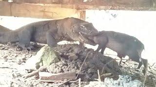 very lucky komodo swallowed a baby wild pig that was still alive