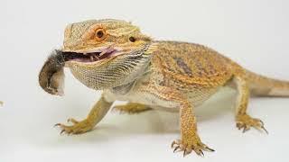 Bearded Dragon eats a bobwhite chick