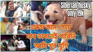 এই প্রথম বার এতো কমে কুকুর ছানা galiff street dog market in kolkata galiff street pet market