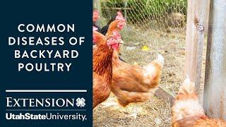 Common Diseases of Backyard Poultry