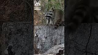 Indestructible little raccoons  #shorts