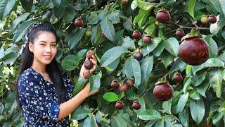 Harvest Mangosteen fruit in my homeland