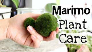 Marimo Moss Ball Plant Care Tips & Tricks  Marimo Plant Care.