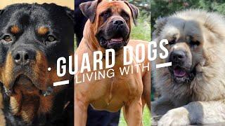 LIVING WITH GUARD DOGS