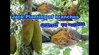 කොස් අතු පැළකිරිම   Jack  Planting of branches වරකා kos athu pelakirima How to plant jackfruit twigs