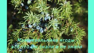 Можжевельник. Ягоды можжевельника. Целебный отвар и настой. Создано с участием И.И.