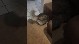 Husky puts himself in Time out #huskylovers #shorts #huskies #huskydog #husky #timeout #huskylife