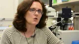 Bone marrow inflammation leads to leukemia