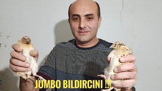 JUMBO BILDIRCINI  EN ETLİ BILDIRCIN TÜRÜ HANGİSİ 