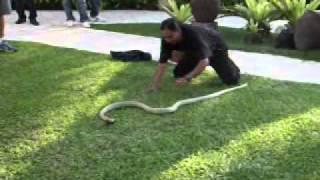 Albino king cobra