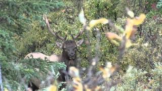 HOWTOHUNT.COM   close up elk