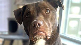 Rescue dogs sweetest bond with cat