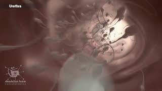 Male Reproductive System3d medical animation#malereproductivesystem #sperm  #erectiledysfunction
